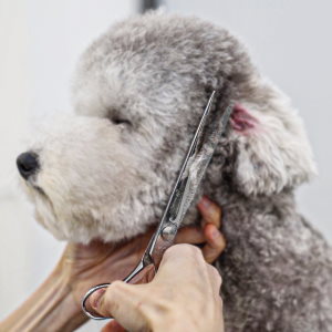 Image showcasing The 7 Best Curved Dog Grooming Scissors in 2024! - We Love Doodles