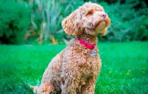 Guidelines for Exercising Your Cockapoo