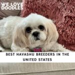 Havashu Breeders in the USA