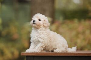 are maltipoo noisy