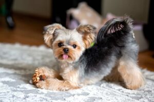 Hypoallergenic Qualities in Cavapoos and Yorkies