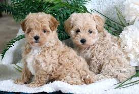 Keystone Puppies
