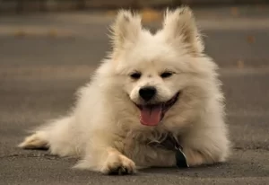 Maltipom Dogs US