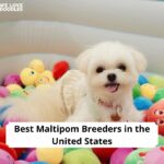Maltipom puppies for sale