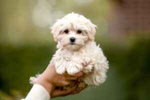 Physical Appearances of a Toy Maltipoo