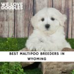 Maltipoo Breeders in Wyoming