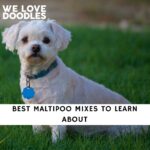 Maltipoo Mixes