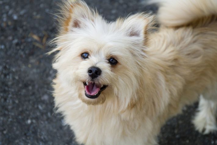 Maltipoo Mix With Pomeranian