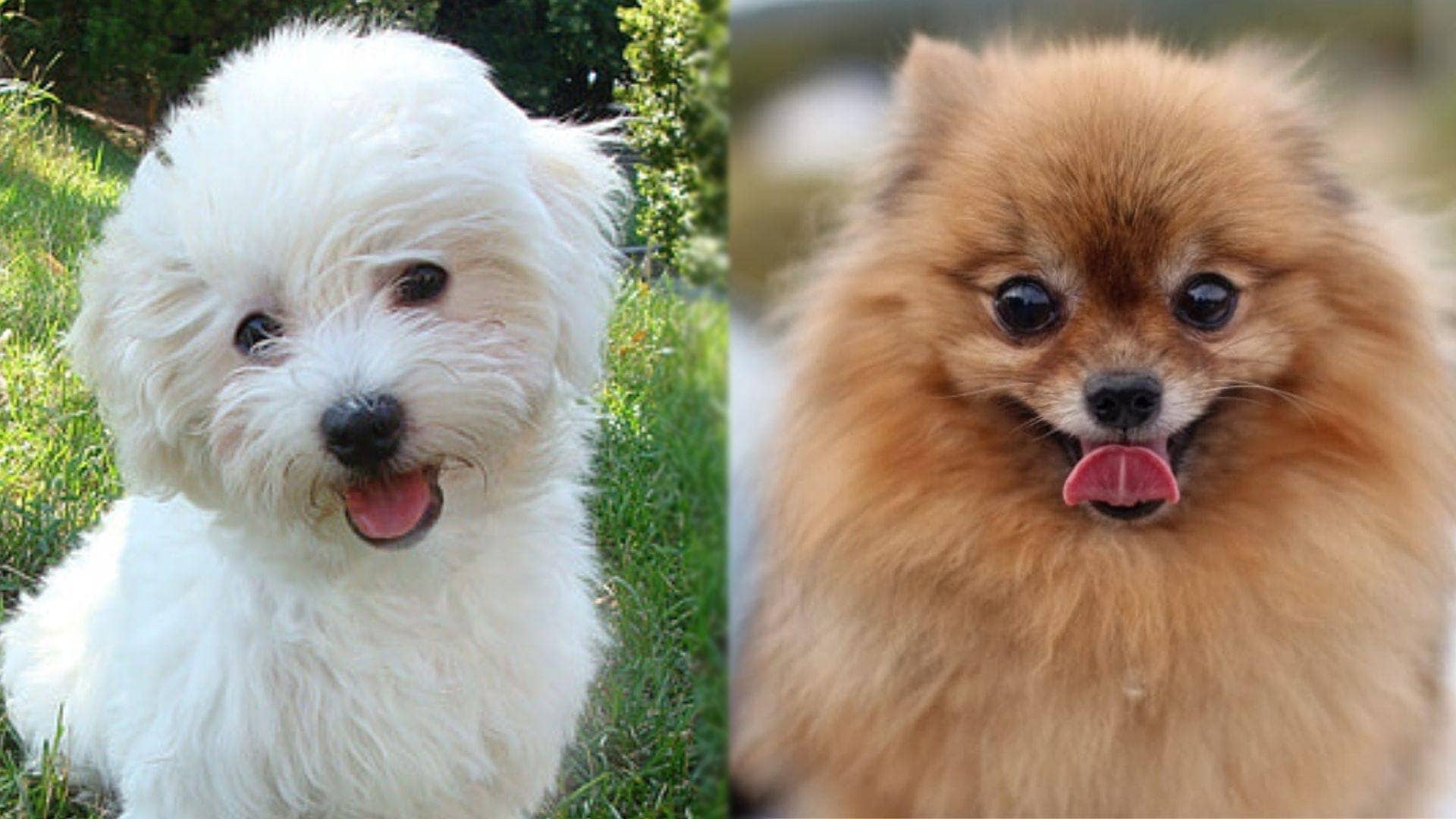 Maltipoo Mix With Pomeranian
