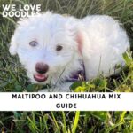 Maltipoo and Chihuahua Mix