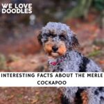 Merle Cockapoo