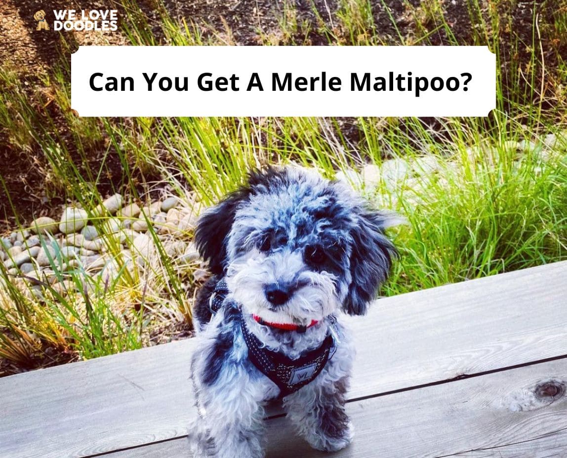 Can You Get A Merle Maltipoo With pictures