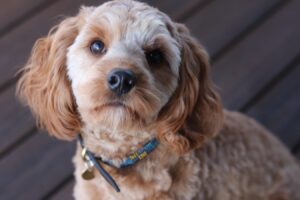 Mitral Valve Disease (Cavapoo and Yorkie)