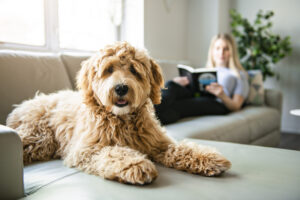 Goldendoodle Will Have a Strong Odor If Not Groomed Often