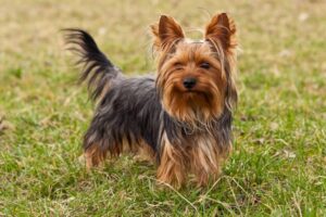 Patent Ductus Arteriosus Cavapoo vs. Yorkie