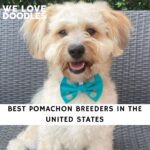 Pomachon Breeders
