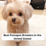 Pomapoo puppies for sale