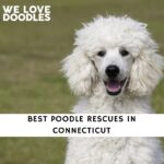 Poodle Rescues in Connecticut