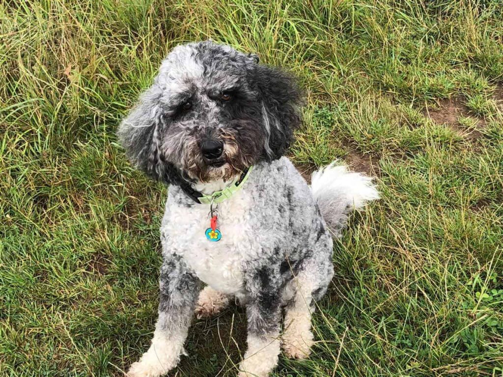 When Is an F1 Aussiedoodle Full Grown? (2024) - We Love Doodles