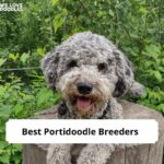 Portidoodle Breeders