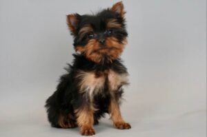 Posh Puppies Indiana (Yorkie Poo Indiana)