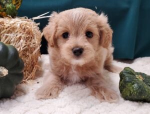 Premier Pups