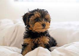 Premier Pups (Yorkie Poo SC)