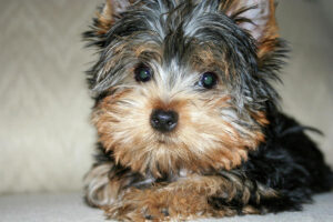 PuppySpot's Yorkie Poos For South Carolina