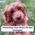 Red Cockapoo