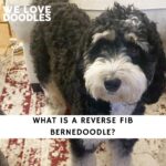Reverse F1B Bernedoodle