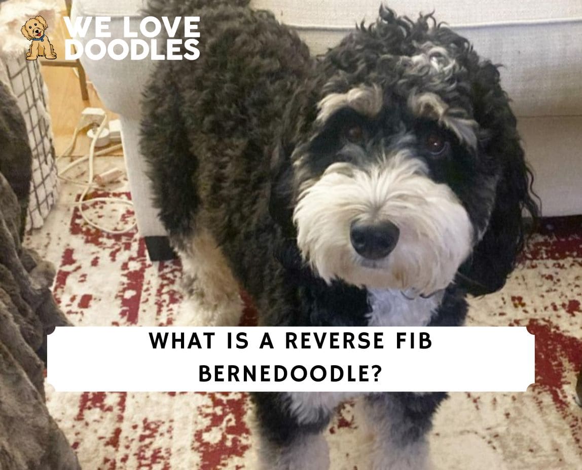 What is a Reverse F1B Bernedoodle? (2024) - We Love Doodles