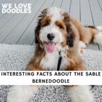 Sable Bernedoodle