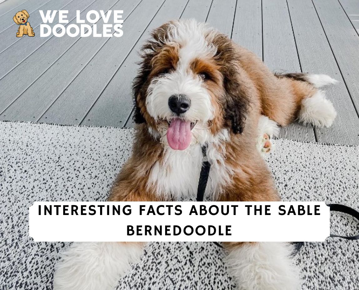 Sable best sale colored bernedoodle