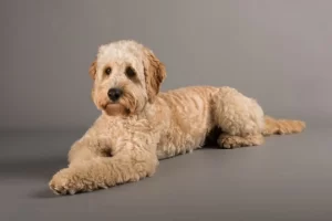Save Our Cocker Spaniels (Cockapoo Rescue)