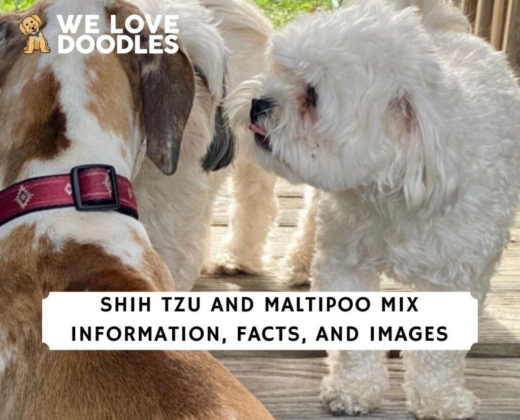 Shih Tzu and Maltipoo Mix Information, Facts, and Images!