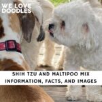 Shih Tzu and Maltipoo Mix