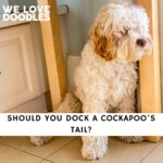 Should You Dock a Cockapoo's Tail