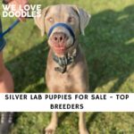 Silver Lab Puppies For Sale