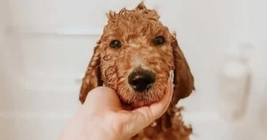 are goldendoodles bad dogs