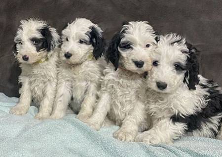 6 Best Portidoodle Breeders In The U.S.!