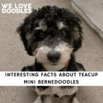 Teacup Mini Bernedoodles