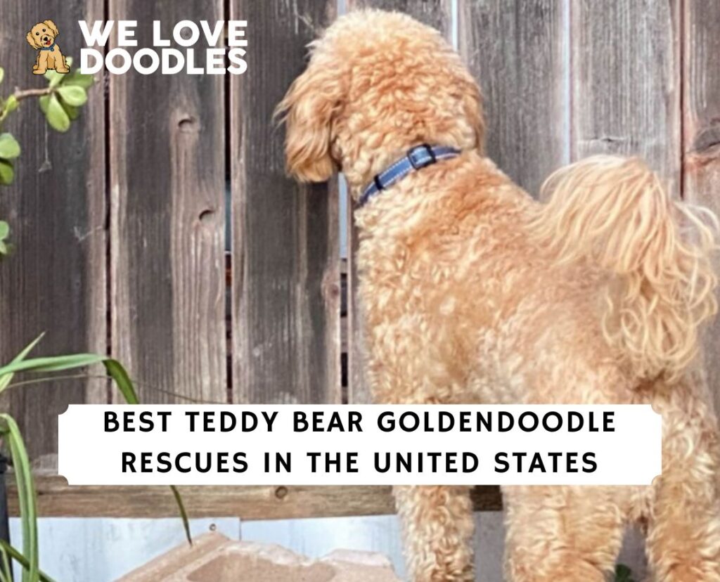 8 Best Teddy Bear Goldendoodle Rescues in the USA! - We Love Doodles