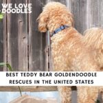 Teddy Bear Goldendoodle Rescue