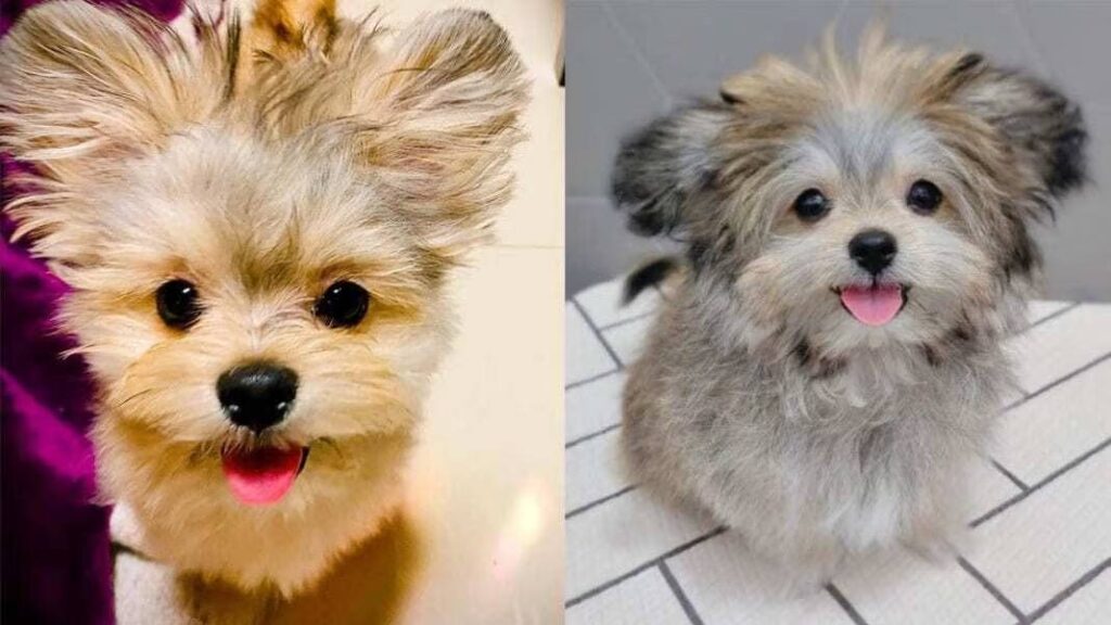 Maltipoo Mix With Pomeranian