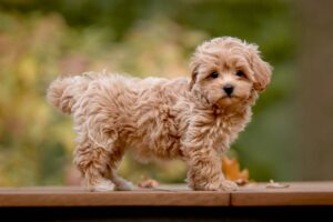 The Maltipoo Was Bred To Be The Perfect Companion Dog