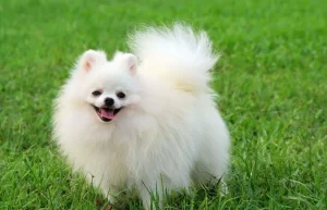 The Pomeranian