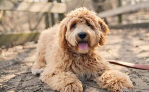 Goldendoodles Have Various Coat Colors
