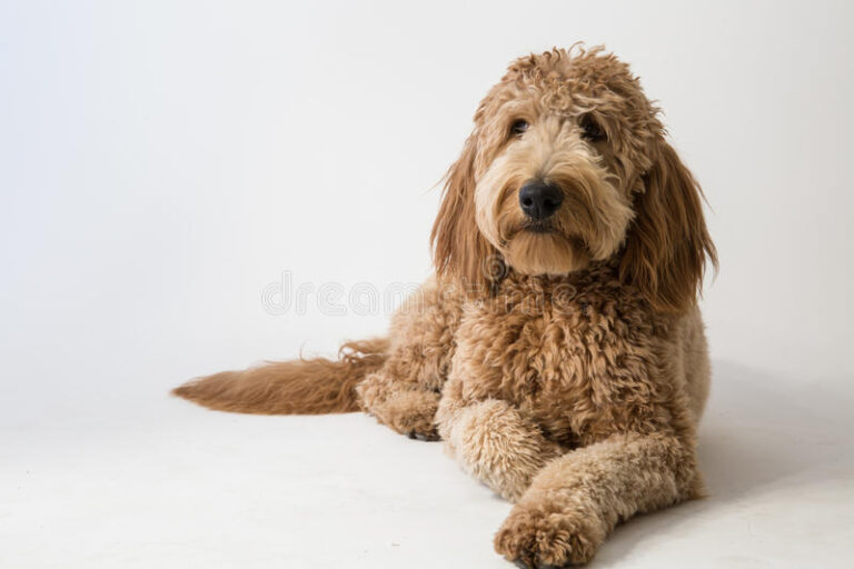 What Is a Golden Labradoodle? Pros and Cons! (2024) - We Love Doodles