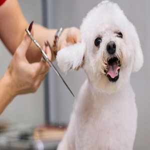 The 7 Best Curved Dog Grooming Scissors in 2024! - We Love Doodles