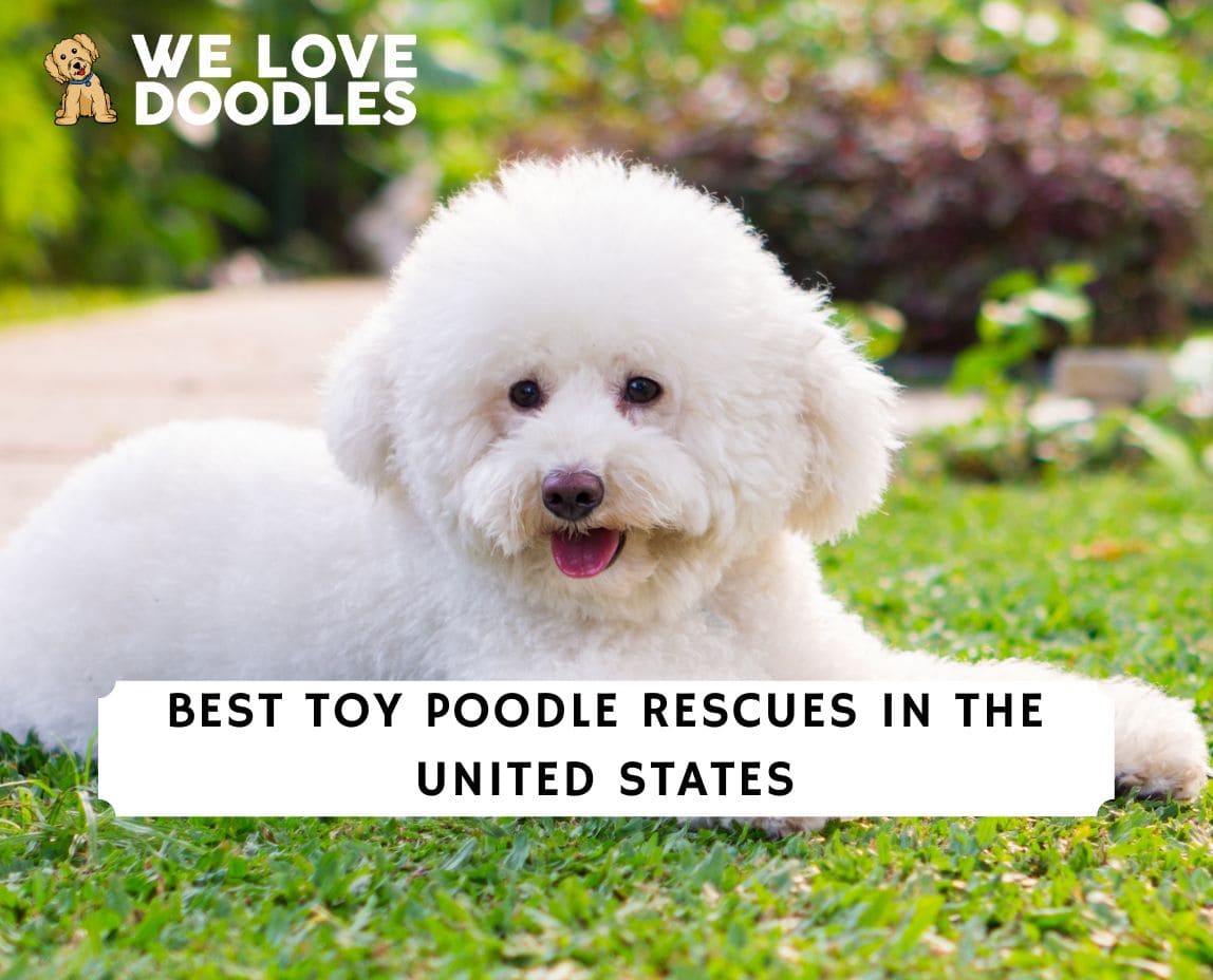 toy poodle rescue shelters